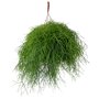 Rhipsalis baccifera 'Oasis'